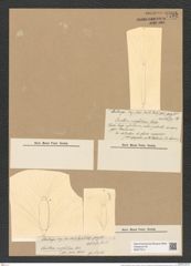 Corethron eriophilum Castr. (de-Toni-Nr.: Genus 155, Species 4212) Zeichnungen Sammlung Grunow Nr. 7782 (NHMW-BOT-W0377014)